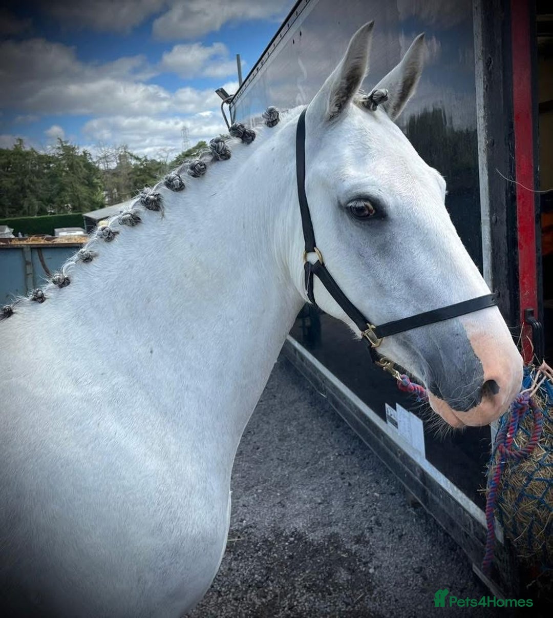 New Forest horses for sale: New forest project gelding - Image 2