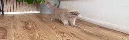 British Shorthair cats for sale: female lilac British short hair - Advert 2