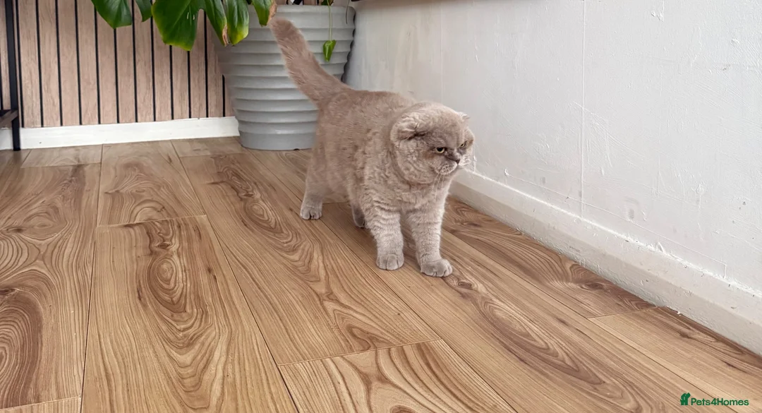British Shorthair cats for sale: female lilac British short hair - Advert 2