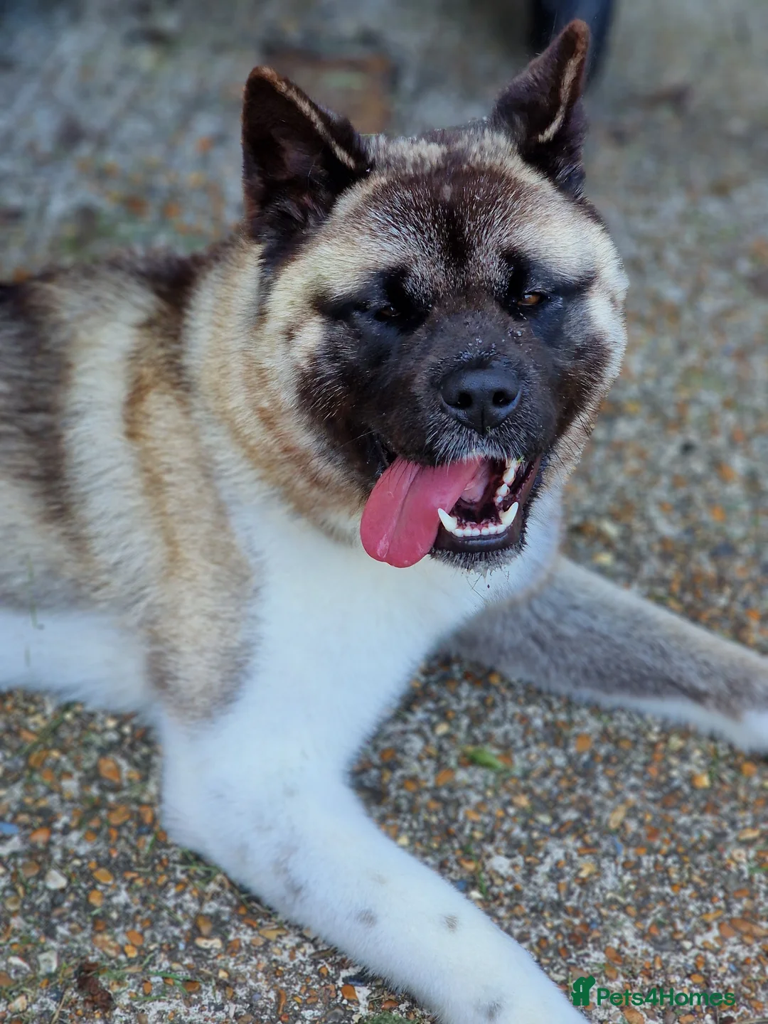 Akita dogs for sale: Kc registered akita  in Eastbourne - Advert 2