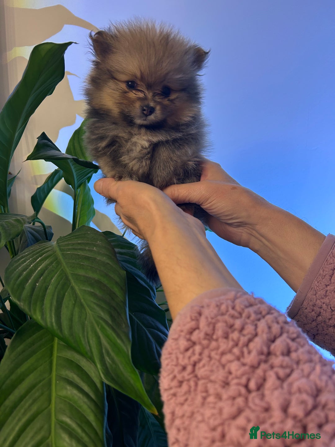 Pomeranian dogs for sale: Kc reg. Show quality 3 Pomeranian girls - Image 26
