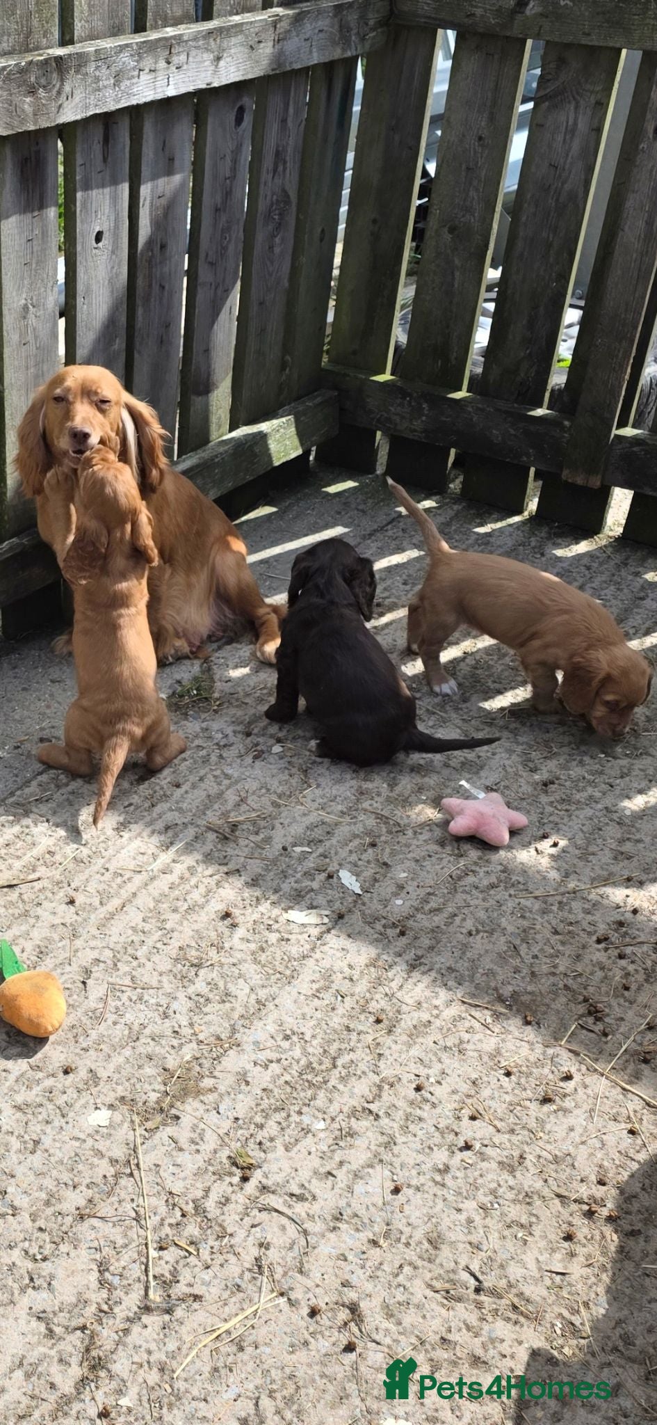 Cocker Spaniel dogs Cocker Spaniel puppies, ready to leave weekend - Advert 1