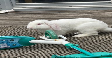 Mixed Breed rabbits - Advert 6