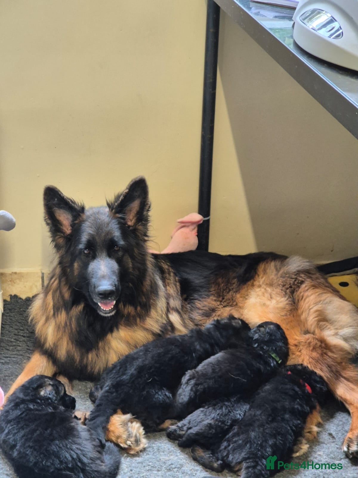 German Shepherd dogs Stunning KC reg long coat German shepherd puppies  - Advert 2