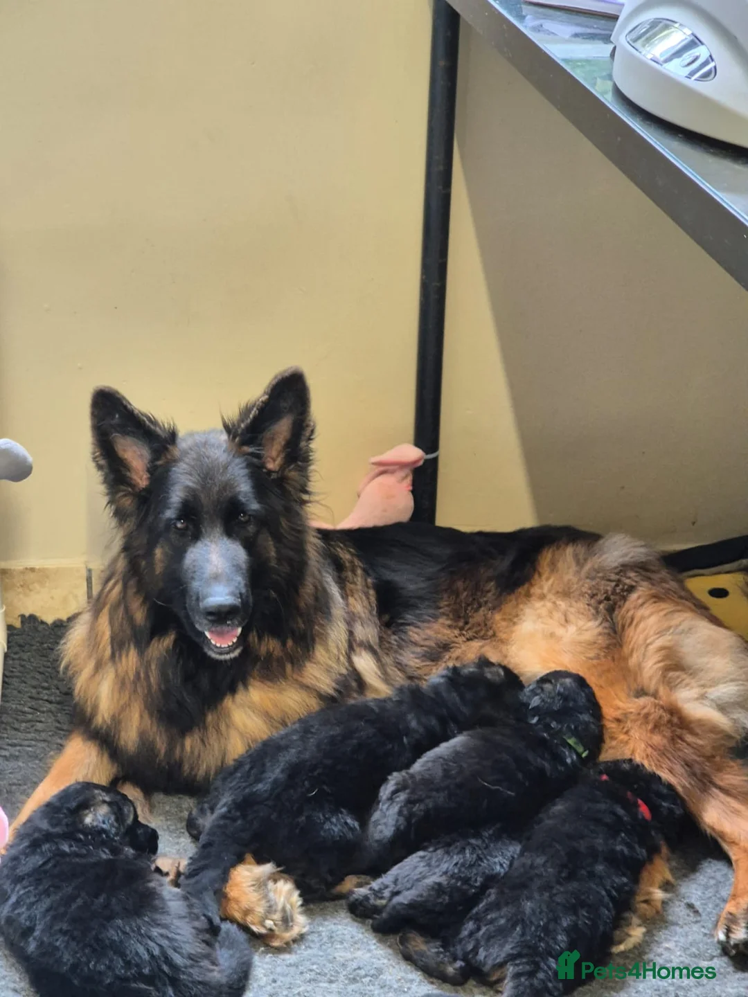 German Shepherd dogs for sale: Stunning KC reg long coat German shepherd puppies  - Advert 2