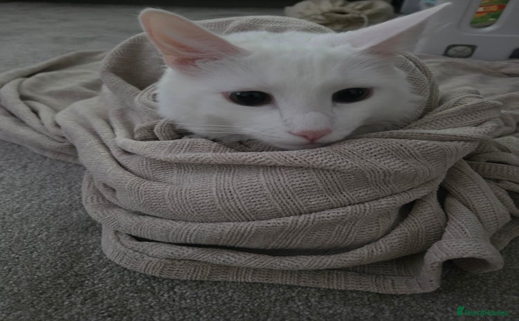 Turkish Angora cats - Advert 10