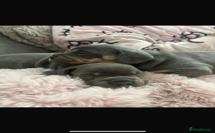 Mixed Breed dogs - Advert 16