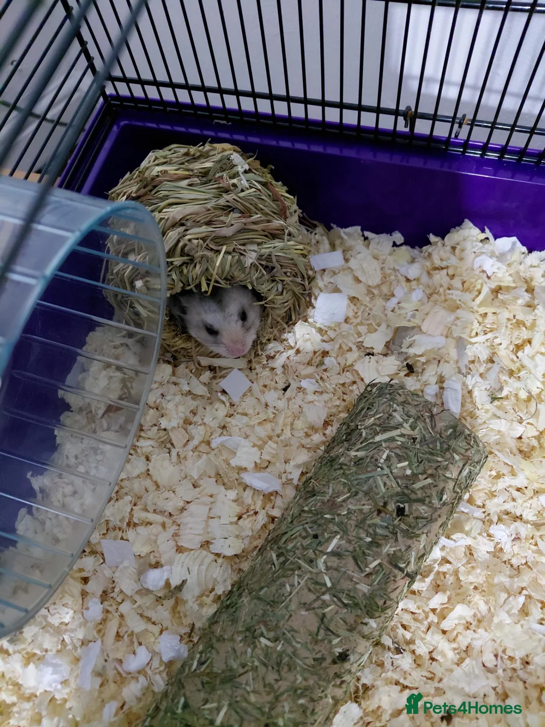 Hamster rodents for sale: Hamster and cage free to good home in Tamworth - Advert 2