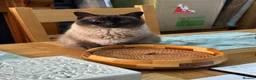 Ragdoll cats for sale: 2 adult ragdoll cats  in Manchester - Advert 5
