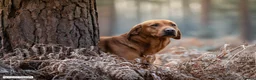 Labrador Retriever dogs for sale: Fox red/golden Labrador - Advert 13