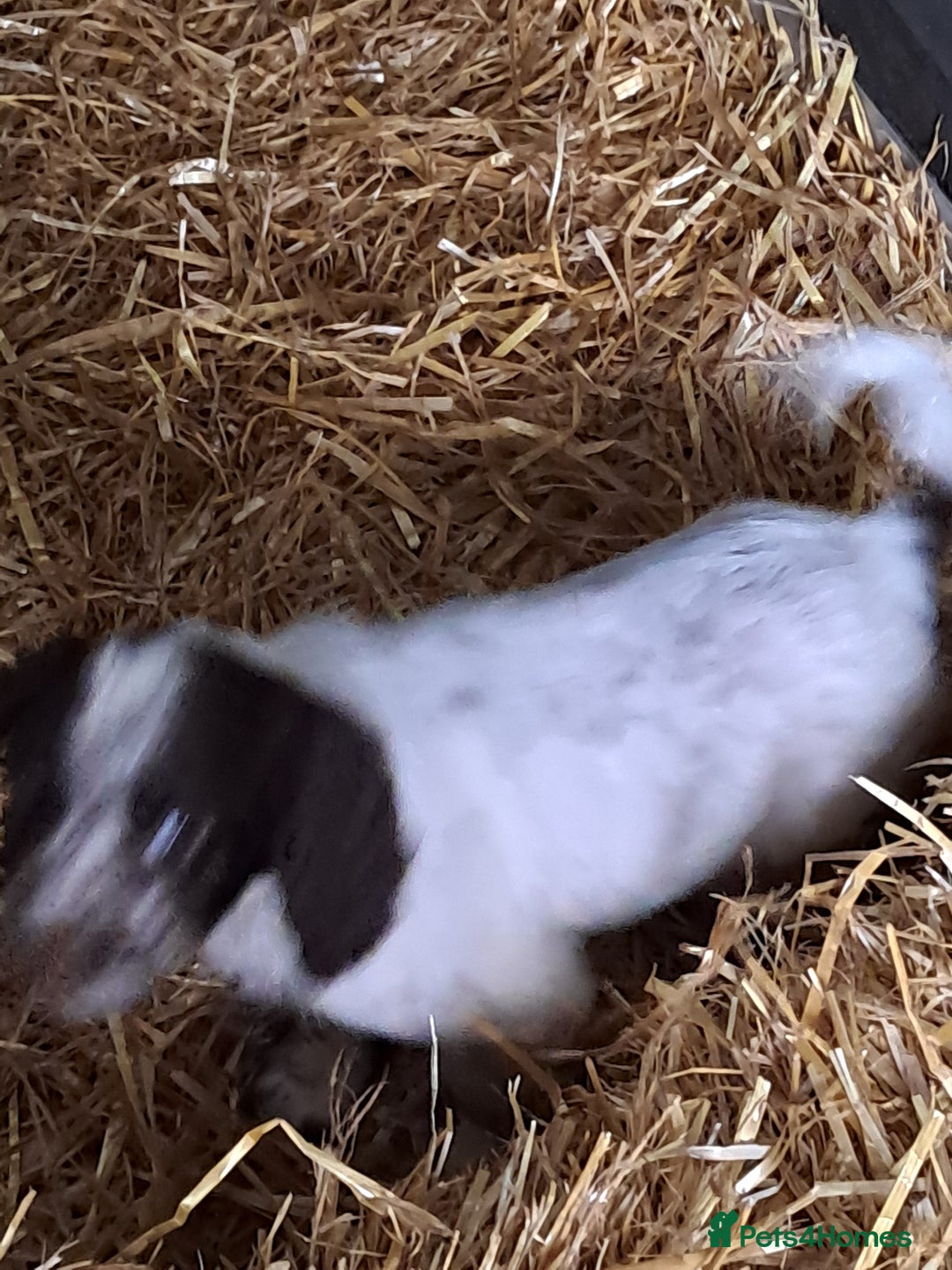 Sprocker dogs for sale: Sprocker Puppies - Advert 3