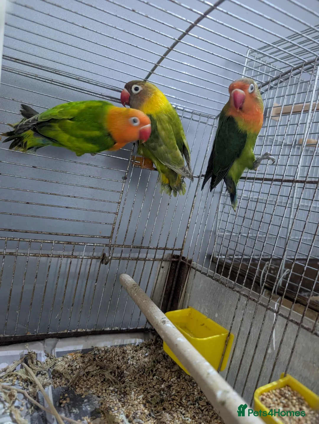 Lovebirds birds for sale: Hand Reared New Born Love Birds - Advert 23