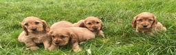 Cocker Spaniel dogs for sale: health tested showtype cocker spaniel puppies - Advert 2
