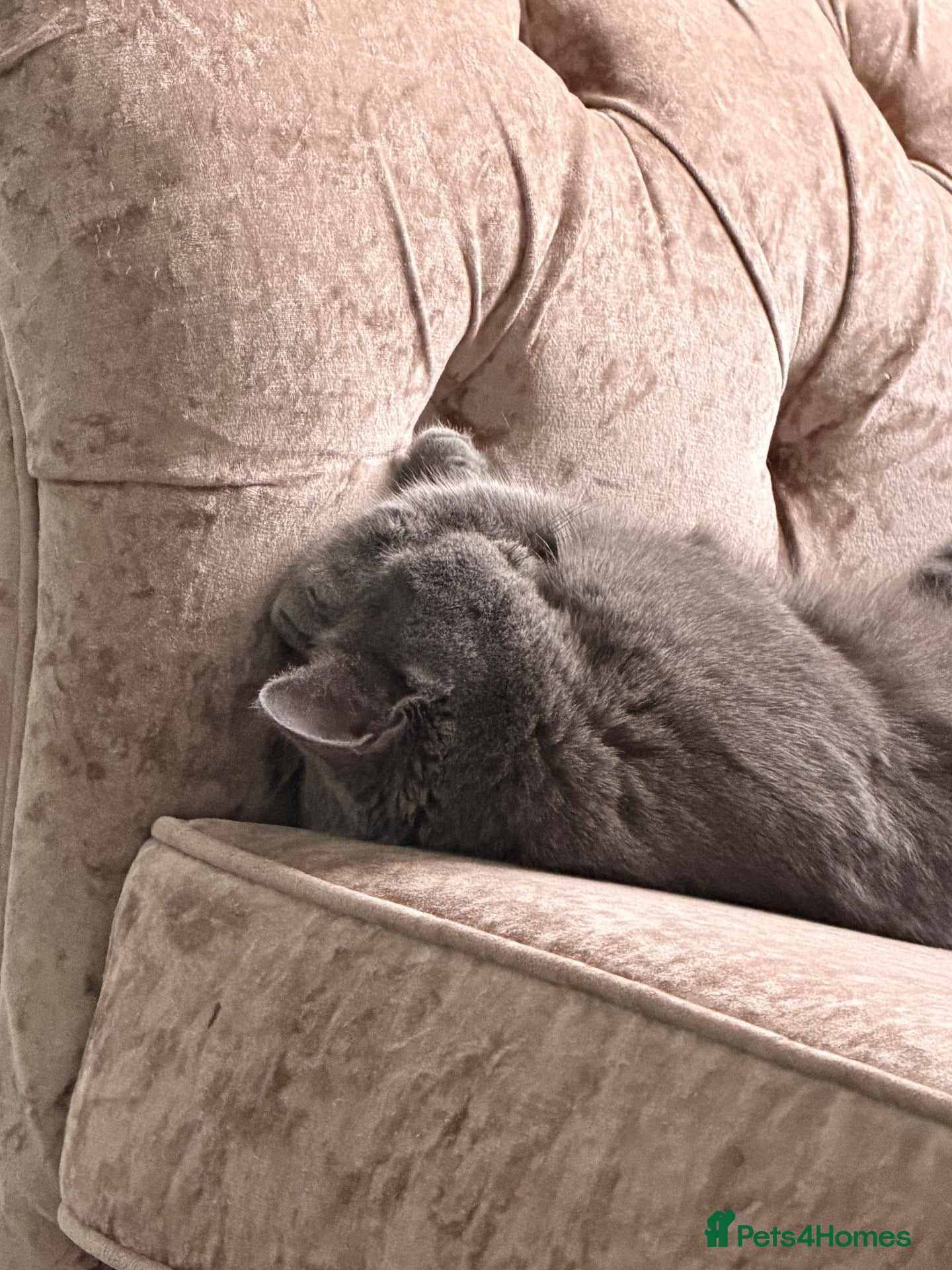 British Shorthair cats British shorthair kittens 3 boys and 2 girls  - Advert 5