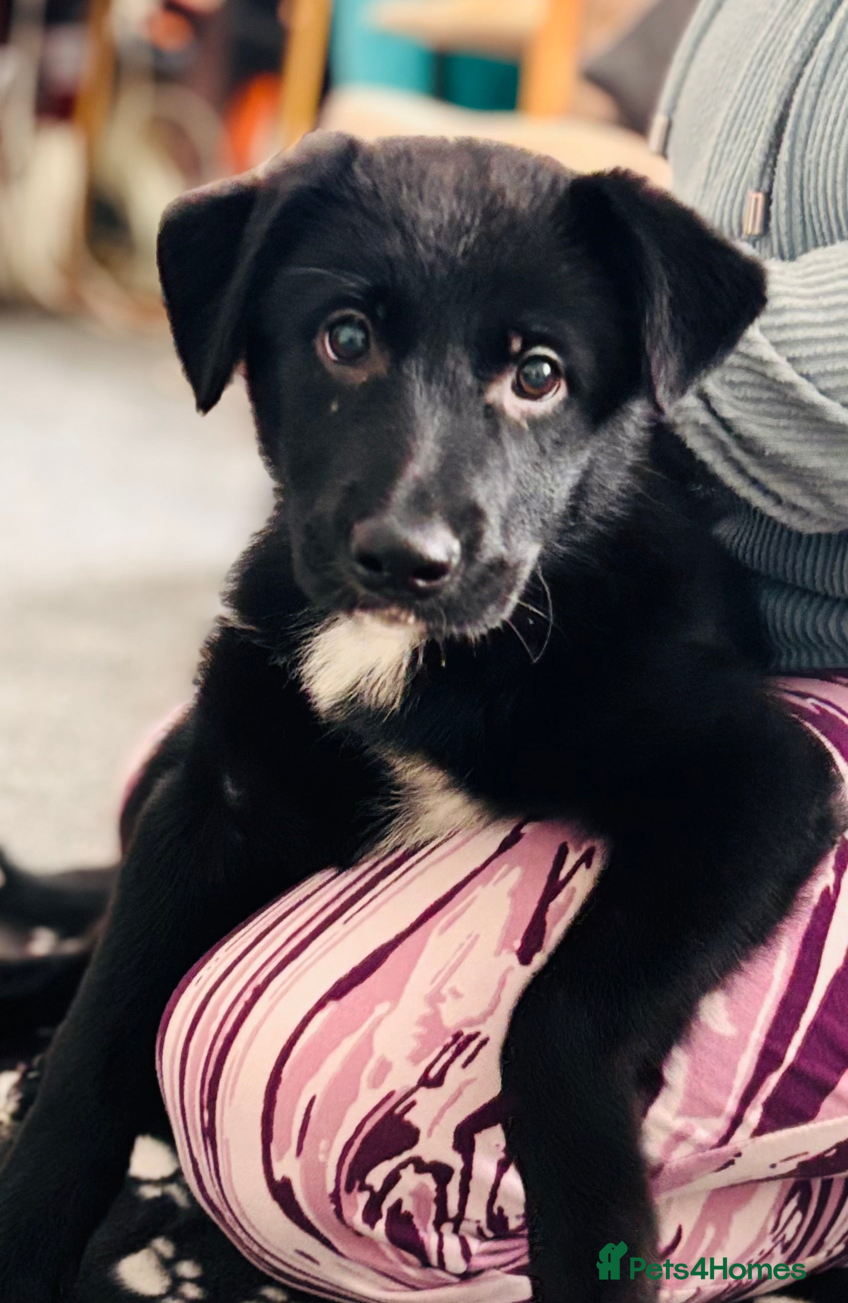 Mixed Breed dogs 🐾 Beautiful Shollie Pups - Ready Now 🐾 - Advert 1