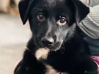 Mixed Breed dogs 🐾 Beautiful Shollie Pups - Ready Now 🐾 - Advert 5