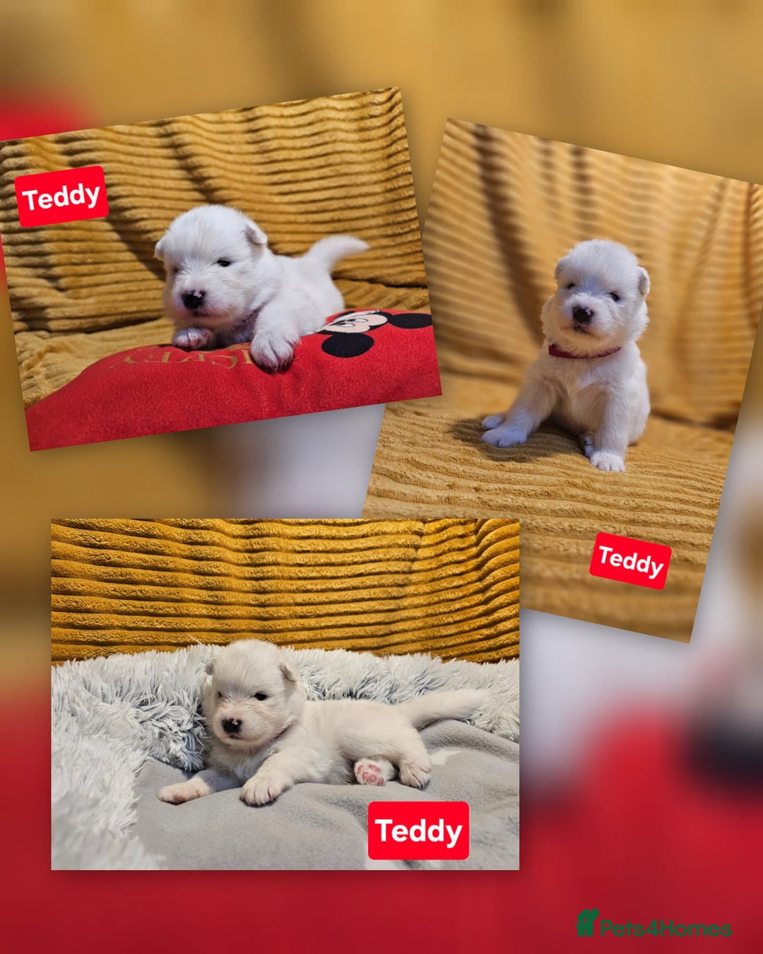 Samoyed dogs for sale: Beautiful Samoyed Puppies! ✨* - Image 4
