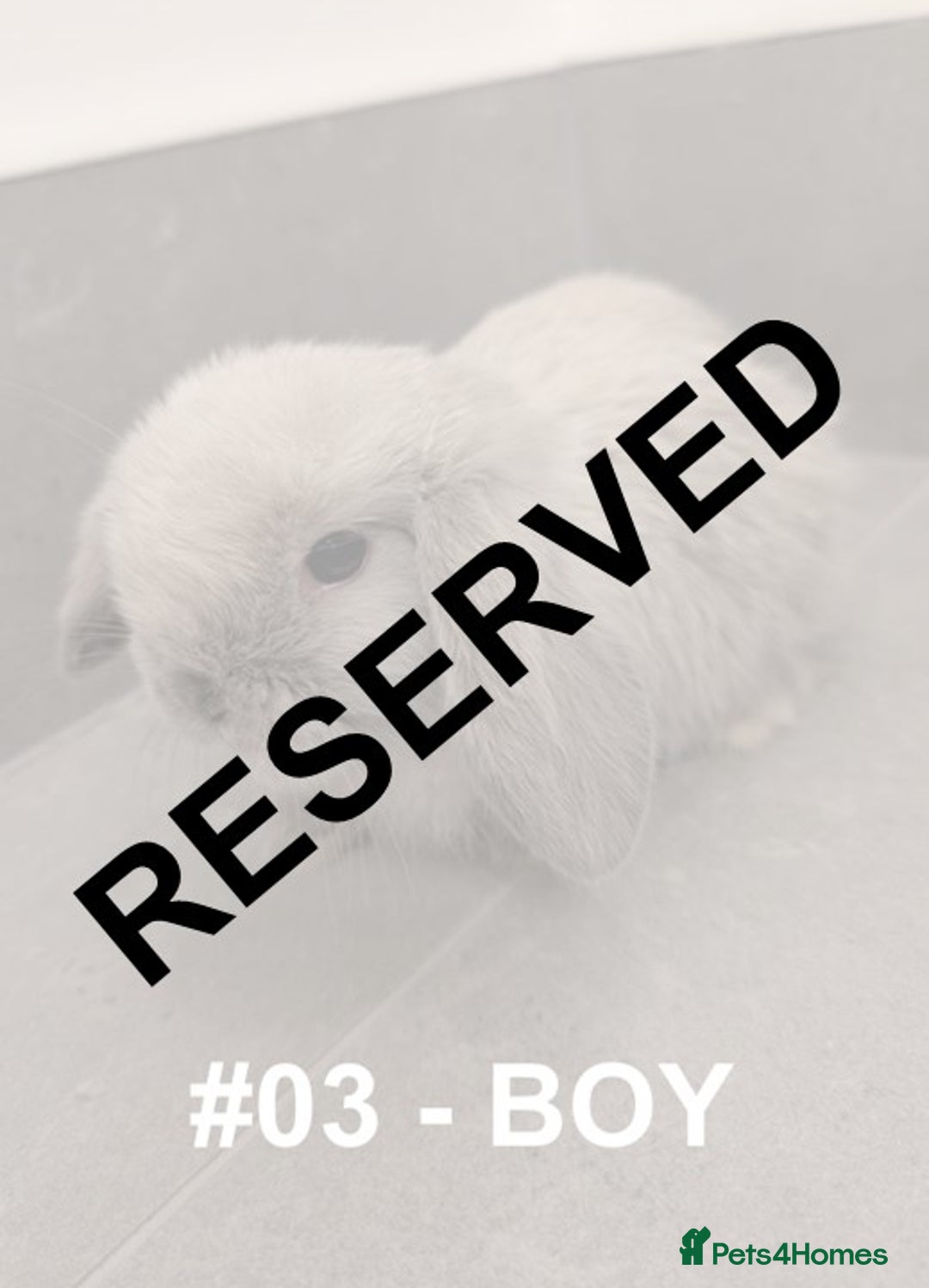 Mini Lop rabbits for sale: Exceptional Mini-Lops. Collect from: 25th October - Image 17