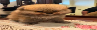 Pomeranian Boy 
