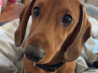 Miniature Dachshund dogs little lad that needs a new home - Advert 1