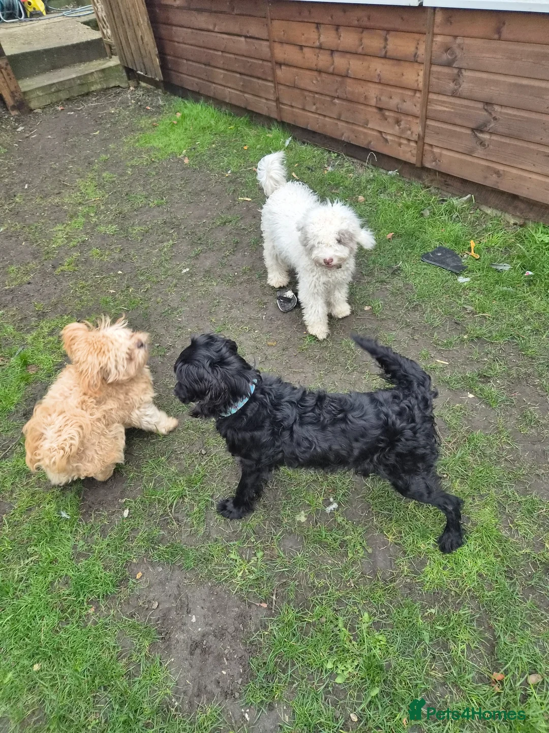Mixed Breed dogs for sale: Patch 1 year 4 months - Advert 7