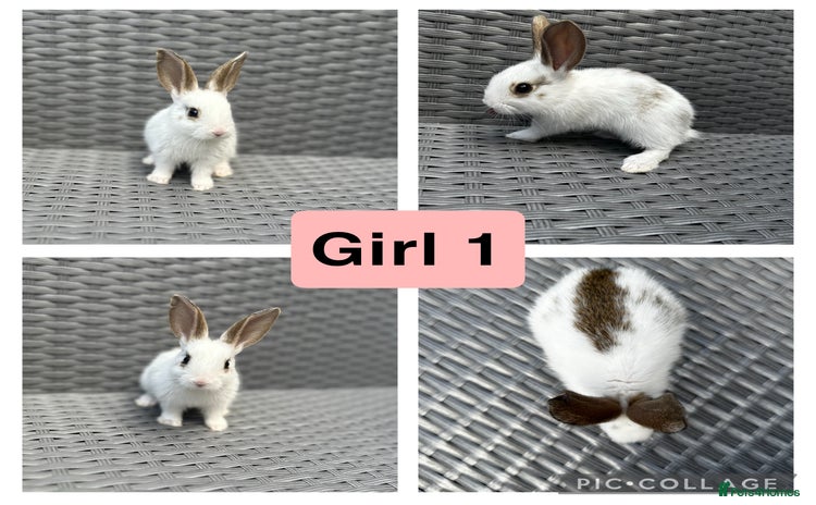 Rex rabbits - Advert 11
