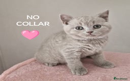 British Shorthair cats for sale: 8 Pedigree British Shorthair Kittens Blue Lilac  - Image 9
