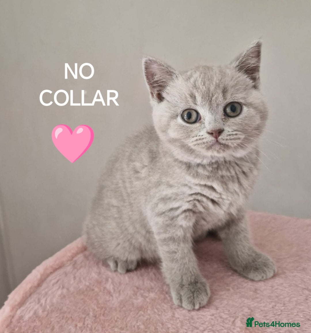 British Shorthair cats for sale: 8 Pedigree British Shorthair Kittens Blue Lilac  - Image 9