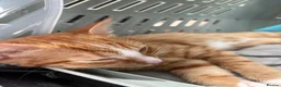 Mixed Breed cats for sale: Fluffy Ginger and White Female Kitten - Advert 7