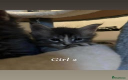 Maine Coon cats for sale: Mainecoon Kittens  - Image 20