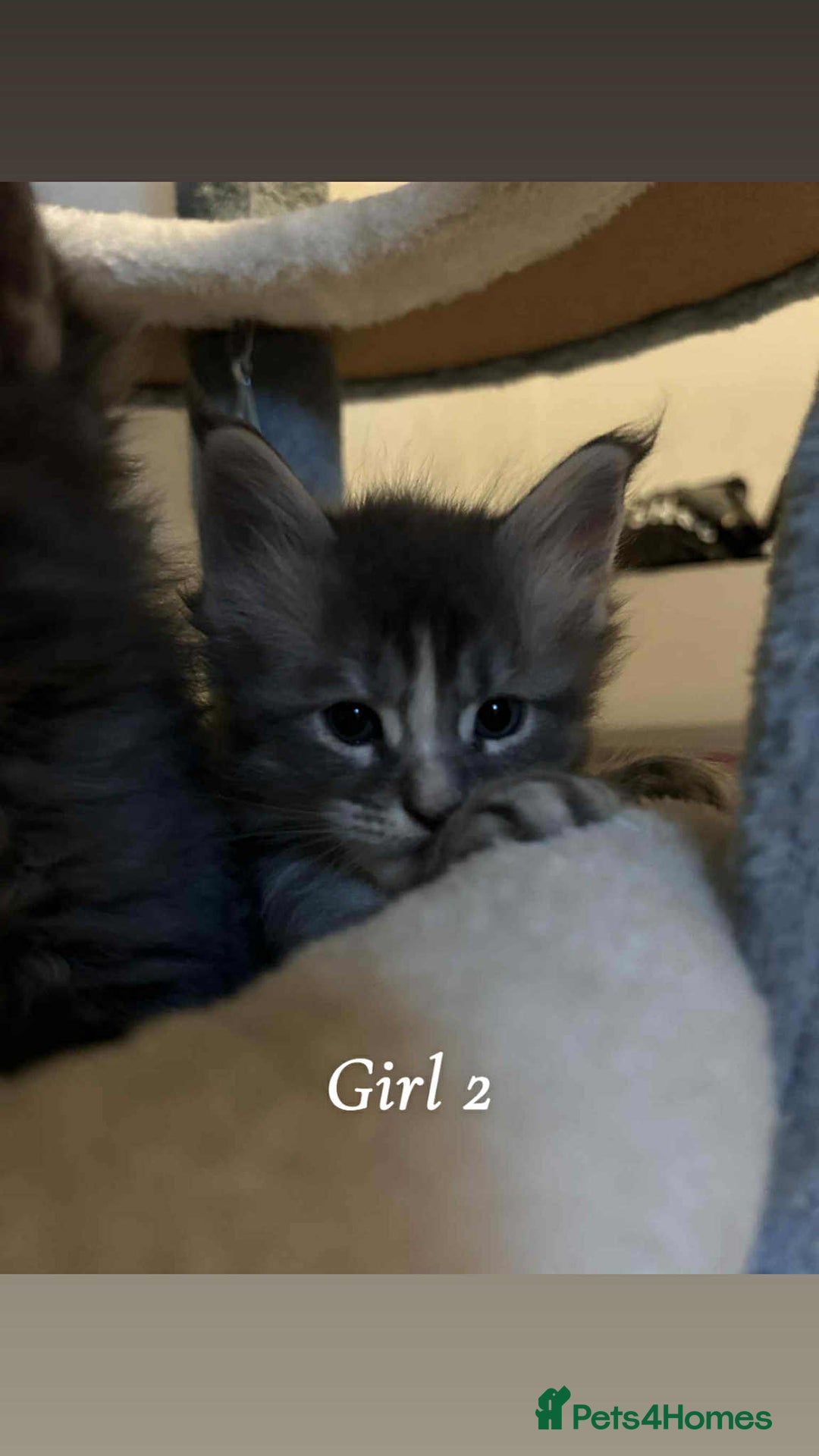 Maine Coon cats for sale: Mainecoon Kittens  - Image 20