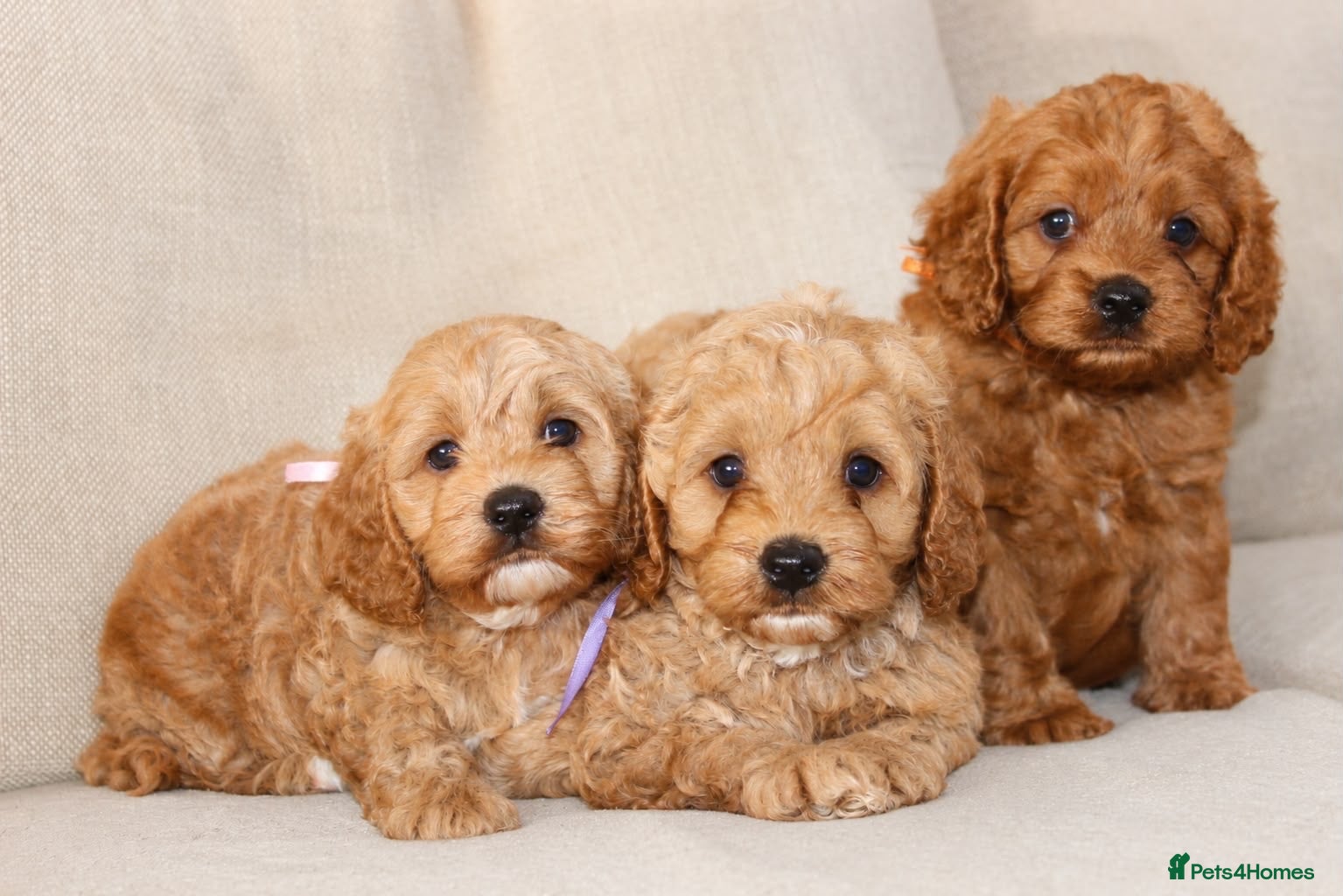 American Cocker Spaniel dogs American Cockapoo Puppies – Health Tested Parents - Advert 2