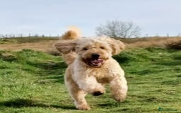 Mixed Breed dogs for sale: Mini Australian Golden Doodles  - Image 13