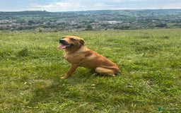 Labrador Retriever dogs for sale: Plump little Red Labrador Puppies! - Image 10