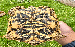 Tortoise reptiles for sale: CB18 indian star tortoise for sale - Image 4