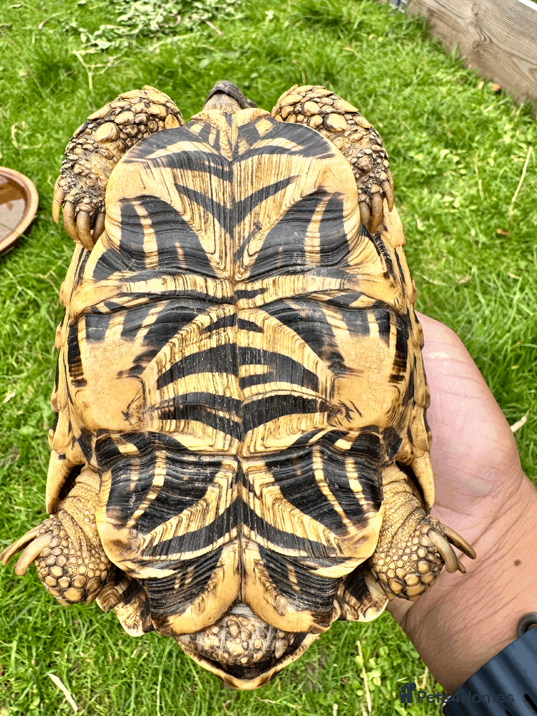 Tortoise reptiles for sale: CB18 indian star tortoise for sale - Image 4