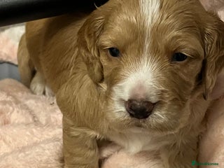 Cocker Spaniel dogs Pedigree Cocker Spaniel Puppies Fir Sale - Advert 2