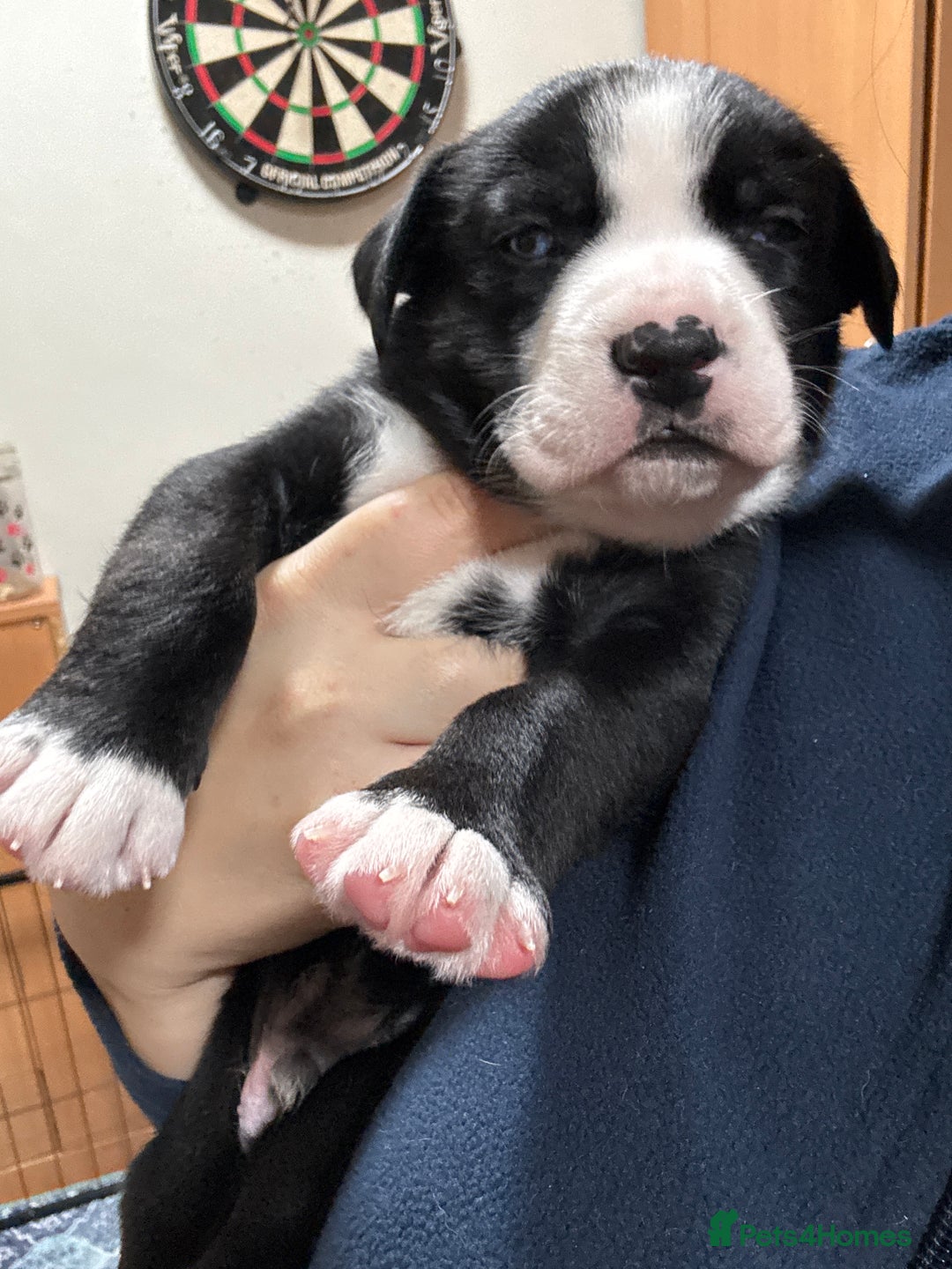 Mixed Breed dogs for sale: RARE BLUE EYE Sholly  ** tiff x Husky  - Advert 13