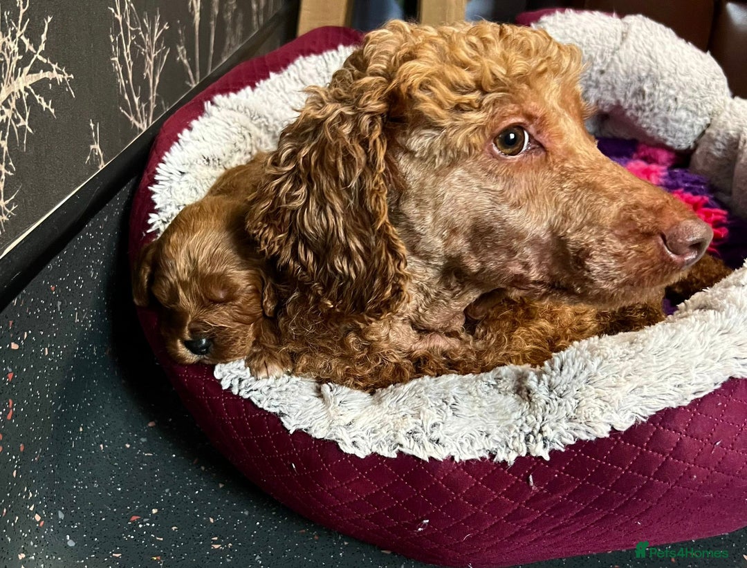 Cockapoo dogs for sale: F1 mini Cockapoos 30 dna health tested clear  - Image 11
