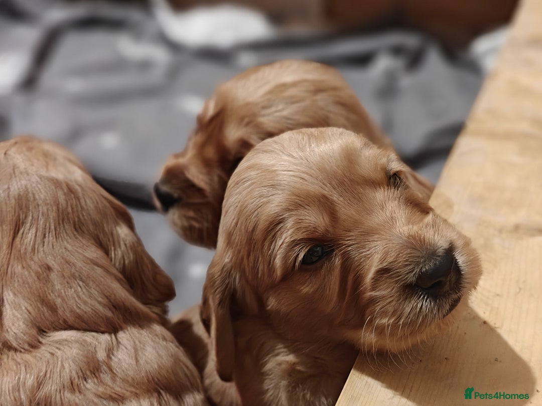 Mini Goldendoodle dogs for sale: Superb home-bred F1 Mini Goldendoodle GIRL - Advert 15