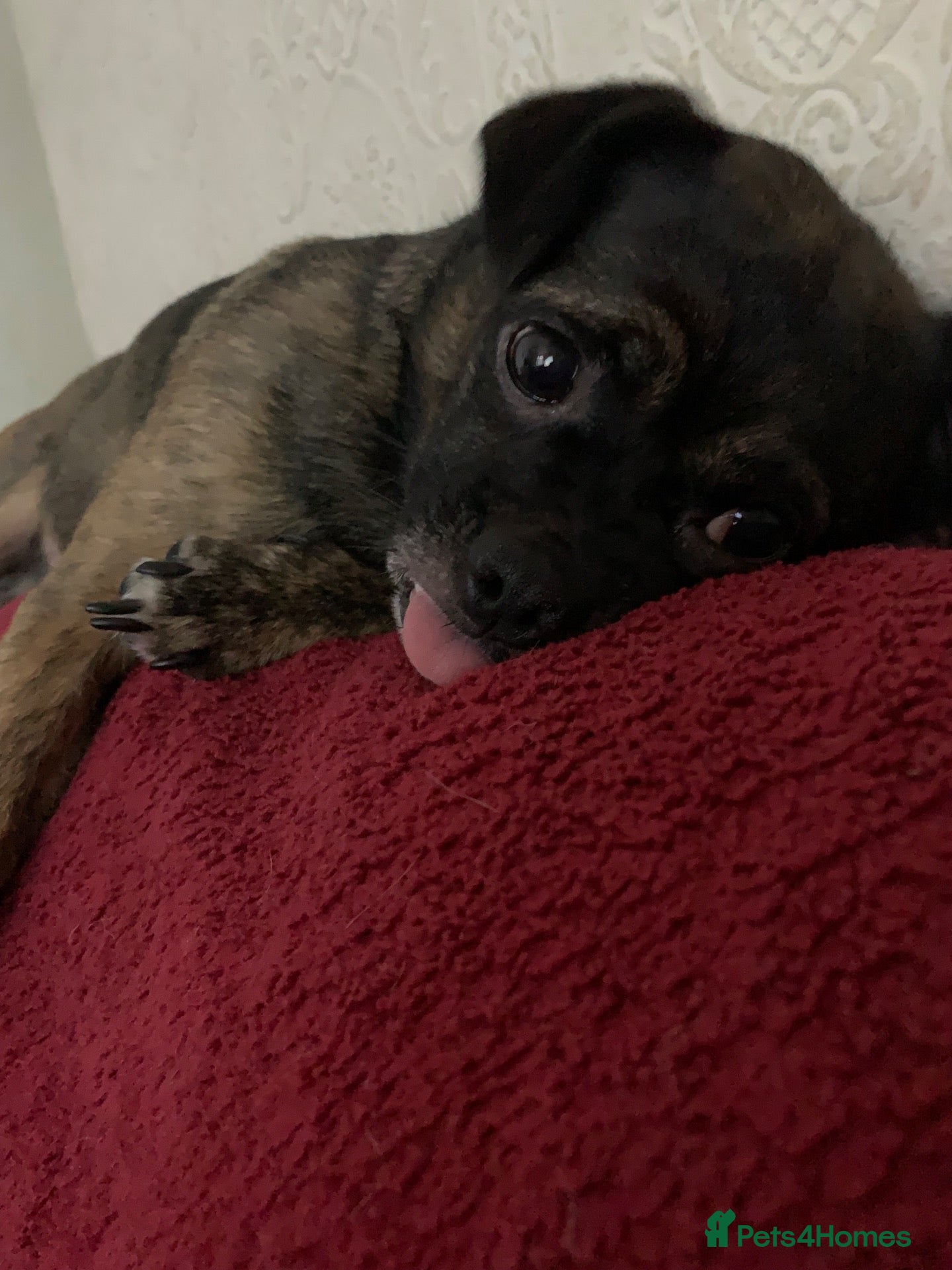 Mixed Breed dogs 🐾 Theo – 4-Year-Old Male Pugalier 🐾 - Advert 5