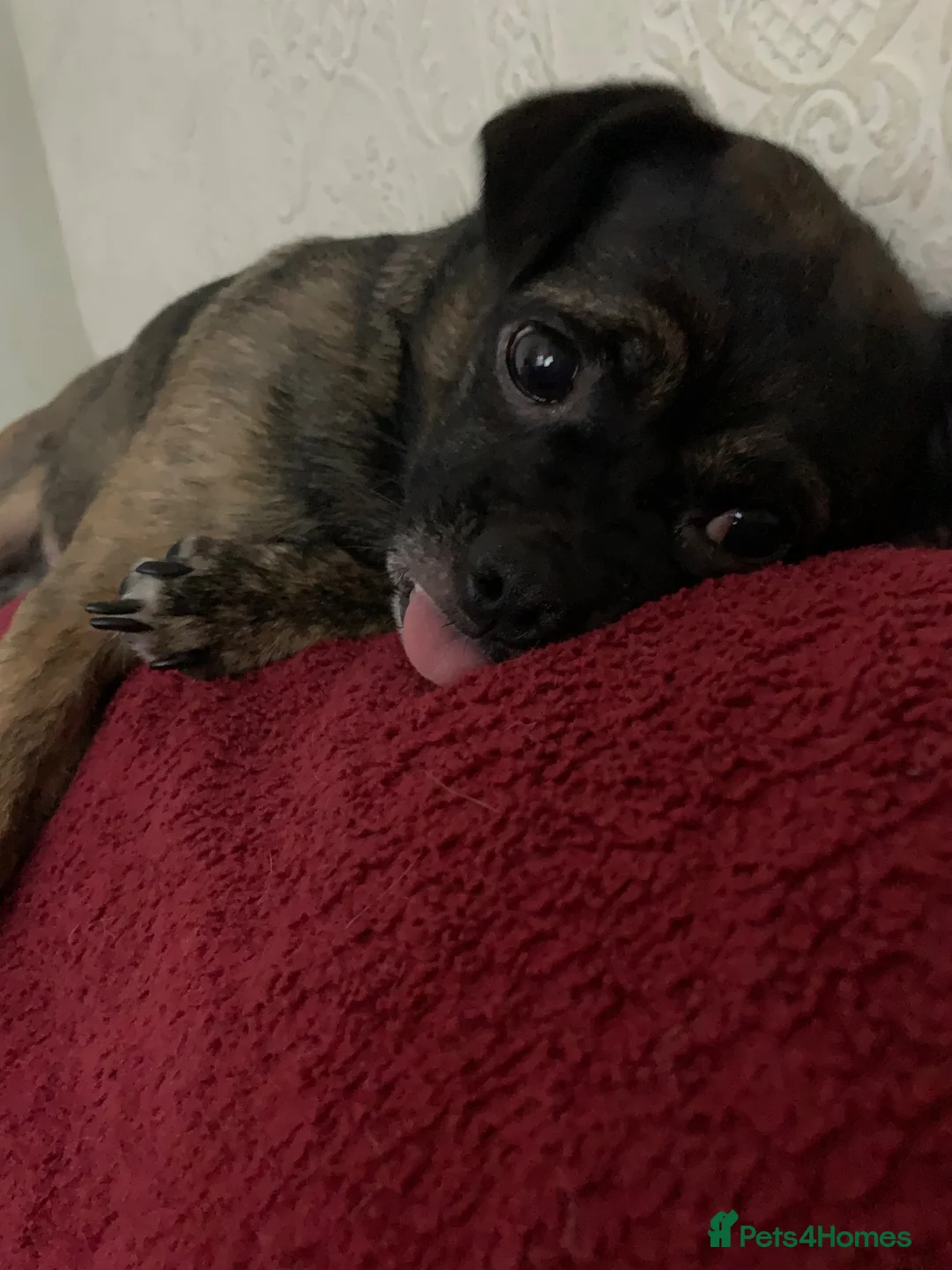 Mixed Breed dogs for sale: 🐾 Theo – 4-Year-Old Male Pugalier 🐾 in Stoke-on-Trent - Advert 1