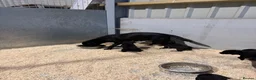 Labrador Retriever dogs for sale: 8 Working Black Labrador Puppies - Advert 2