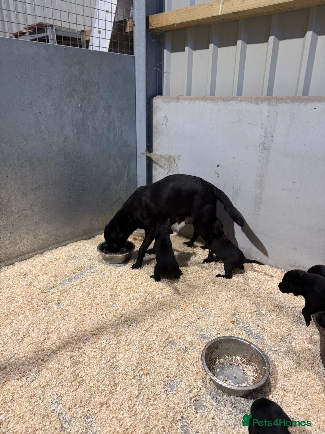 Labrador Retriever dogs for sale: 8 Working Black Labrador Puppies - Advert 2