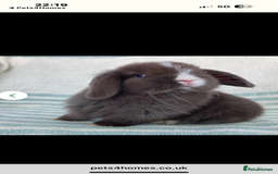 Mini Lop rabbits for sale: Stunning pure mini lop baby rabbits  - Image 8