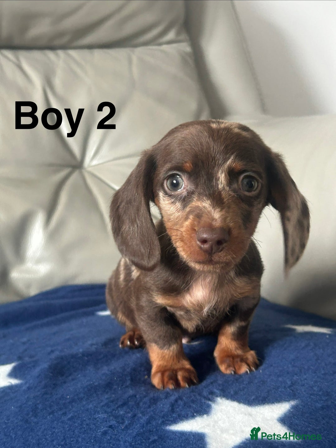 Miniature Dachshund dogs for sale: 3 miniature dachshund puppies  - Advert 7