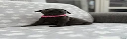 Staffordshire Bull Terrier dogs for sale: Kc blue staffordshire bullterrier puppies - Advert 17