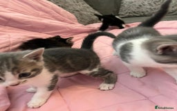 Mixed Breed cats for sale: Mixed Bengal Kittens  - Image 12