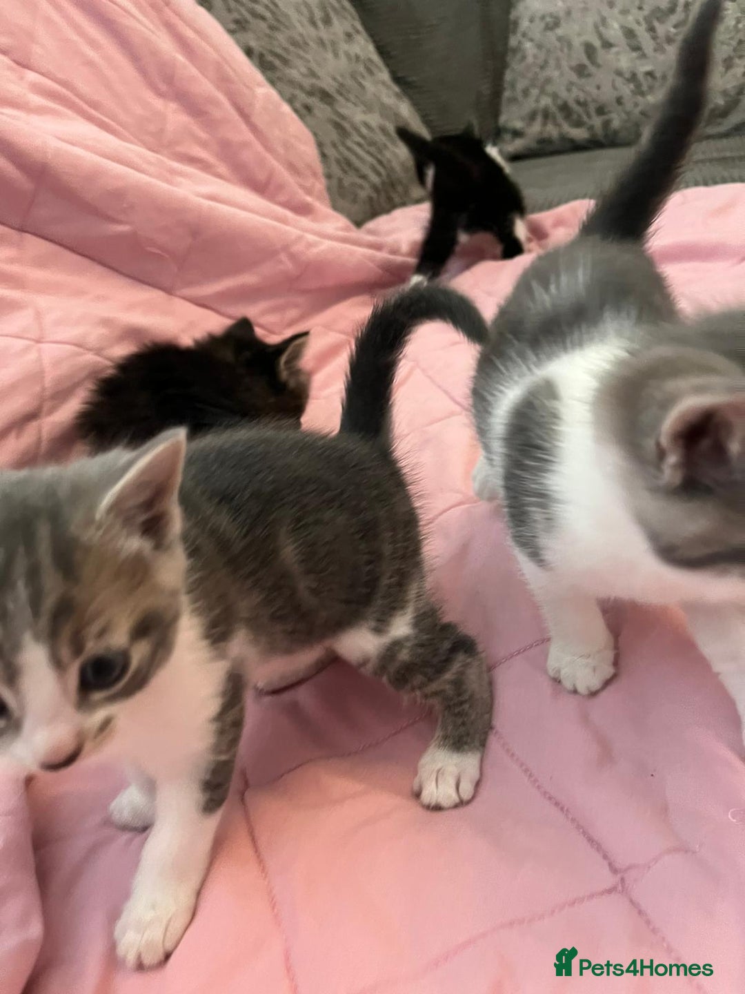 Mixed Breed cats for sale: Mixed Bengal Kittens  - Image 12