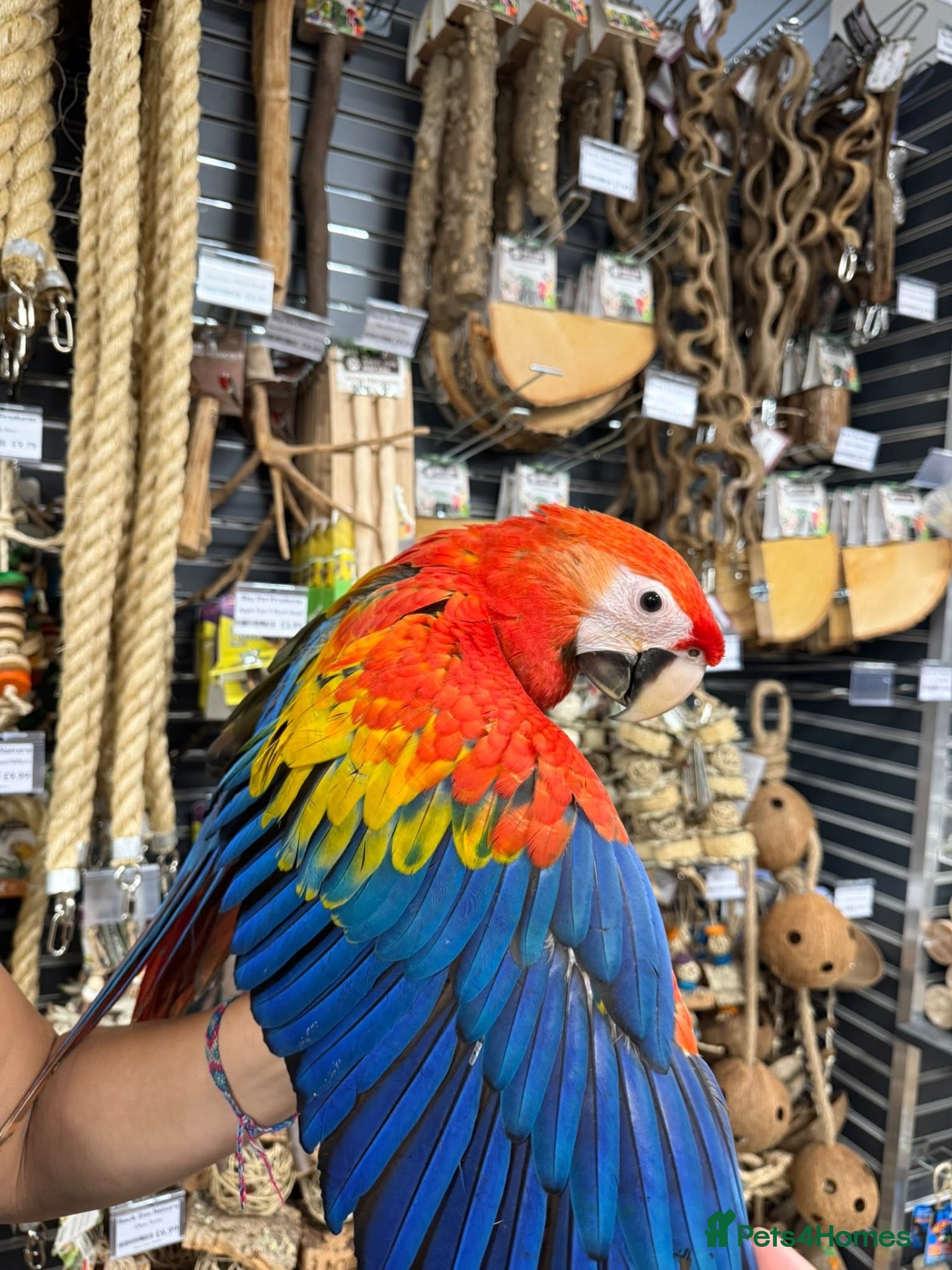 Macaws birds Beautiful baby handreared Scarlet Macaw  - Advert 2